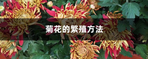 菊花的繁殖方法