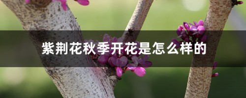 紫荆花秋季开花是怎么样的，多久施一次肥