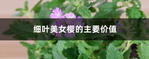 细叶美女樱的主要价值