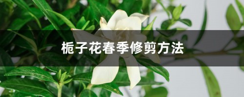 栀子花春季修剪方法