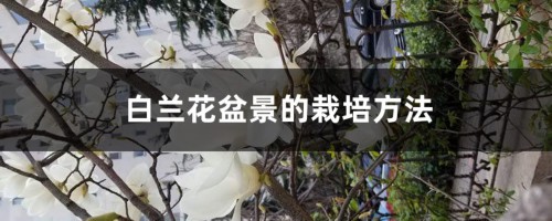 白兰花盆景的栽培方法（附白兰花图片）