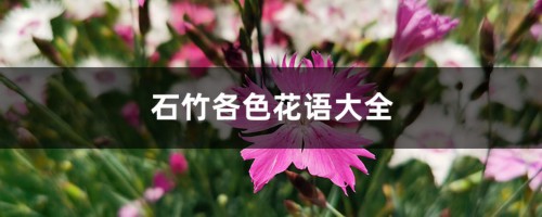 石竹各色花语大全