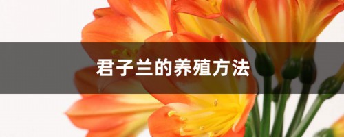 君子兰的养殖方法