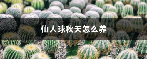 仙人球秋天怎么养