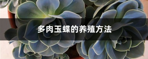 多肉玉蝶的养殖方法