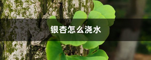 银杏怎么浇水