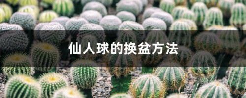 仙人球的换盆方法